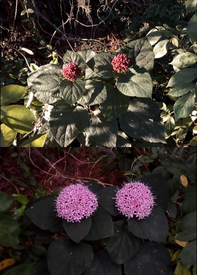[Two photos spliced together of the same two flower heads. On the top is a top down view of two maroon-pink balls of tightly closed buds atop two plants beside each other on a sunny morning with some shadows across parts of the plants. The balls are flanked by large dark green ovalish leaves. On the lower image the buds are all completely open and are very light pink with long stamen sticking out of each individual flower. The pink is a strong contrast agains the dark green leaves.]